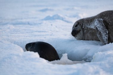 Weddell Seal pup, newborn Weddell Seal, Antarctica (Leptonychotes weddellii). Weddell pup learns to swim by watching its mother. clipart