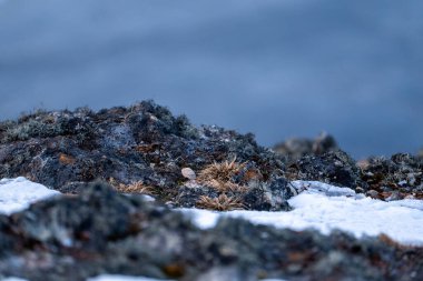 Flora Antarktika 'da. Antarktika 'daki doğa. Yosun. Antarktika 'da yaz.