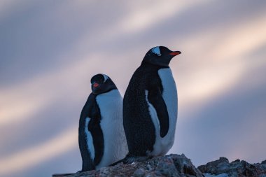 Antarktika 'daki bir grup Gentoo pengueni. Vahşi yaşam. Doğa.