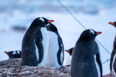 Antarktika 'daki bir grup Gentoo pengueni. Vahşi yaşam. Doğa.