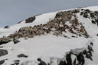 Antarktika 'daki kayalık dağlarda Antarktika Shags (Leucocarbo bransfieldensis) grubu.