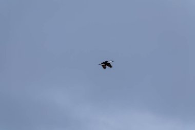 Gökyüzünde uçan Antarktika Shag (leucocarbo bransfieldensis). Antarktika.