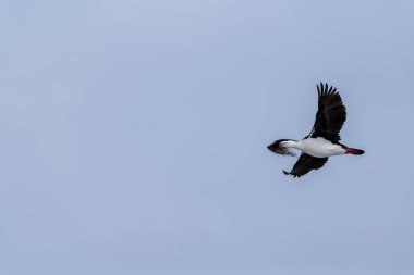 Antarktika Shag - Leucocarbo bransfieldensis - gagasında uçan ve deniz yosunu taşıyan yuva malzemesi.