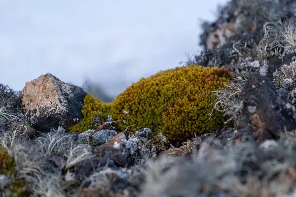 Flora Antarktika 'da. Antarktika 'daki doğa. Yosun. Antarktika 'da yaz.