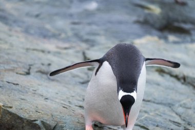 Antarktika 'da tek Gentoo pengueni. Vahşi doğa..