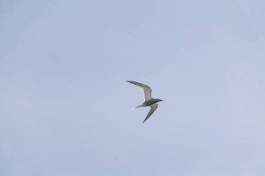 Gökyüzünde uçan Antarktika deniz feneri (Sterna vittata).