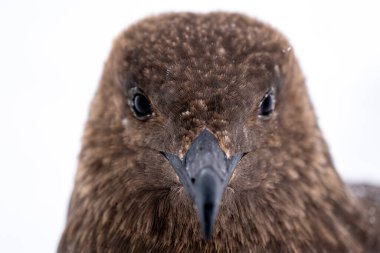 Güney Kutup Skua 'nın Portresi. Stercorarius maccormicki.