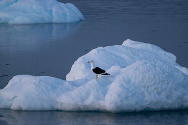 Kelp martı (Larus dominicanus) Antarktika 'dır. Antarktika 'daki Kuşlar.