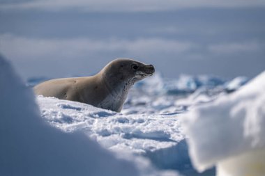 Crabeater seal in Antarctica. Wild nature. clipart