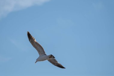 Kelp martı (Larus dominicanus) Antarktika 'dır. Antarktika 'daki Kuşlar.