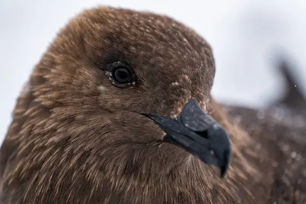 Güney Kutup Skua 'nın Portresi. Stercorarius maccormicki.