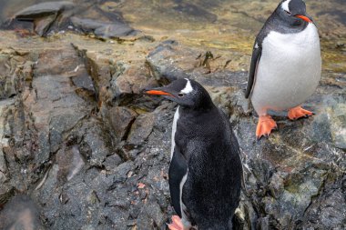 Antarktika 'daki gentoo penguenleri. Vahşi doğa. Kar yağıyor. Güney Kutbu.
