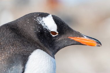 Antarktika 'daki gentoo penguenleri. Vahşi doğa..