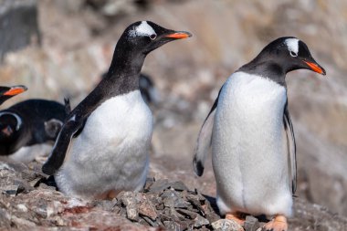 Antarktika 'daki gentoo penguenleri. Vahşi doğa..