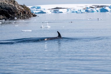 Antarktika 'daki minke balinası. Balaenoptera acutorostrata