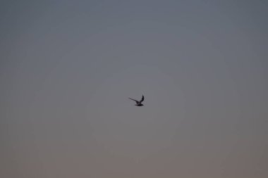 Antarktika 'daki Kelp Martı (Larus dominicanus). Antarktika 'daki Kuşlar