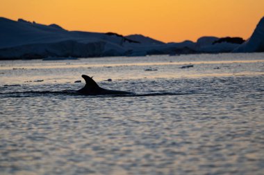 Antarktika 'daki minke balinası. Balaenoptera acutorostrata.