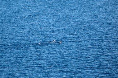 Mavi suyla okyanusa dalan kambur balinaların görüntüsü. Güney Okyanusu, Antarktika. Balina nefes alıyor.