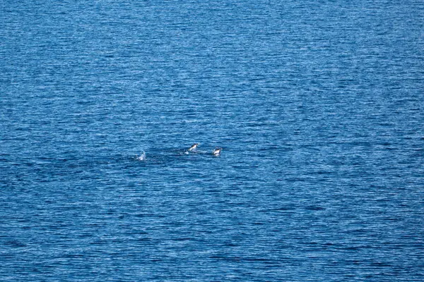 Mavi suyla okyanusa dalan kambur balinaların görüntüsü. Güney Okyanusu, Antarktika. Balina nefes alıyor.