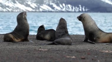 4K video. Antarktika 'da kürk foku. Antarktika 'nın vahşi doğası