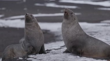 4K video. Antarktika 'da kürk foku. Antarktika 'nın vahşi doğası