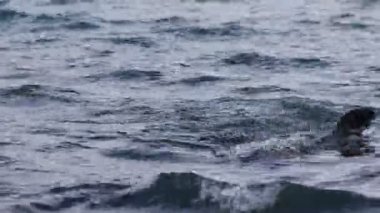 4K video. Antarktika 'da kürk foku. Antarktika 'nın vahşi doğası