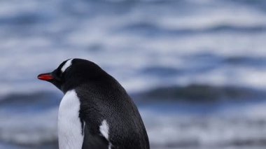 4k Video. Antarktika 'daki gentoo penguenleri. Vahşi doğa, Güney Kutbu