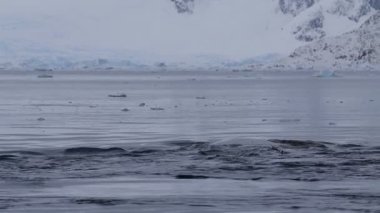 Mavi suyla okyanusa dalan kambur balinaların görüntüsü. Güney Okyanusu, Antarktika. Megaptera novaeangliae
