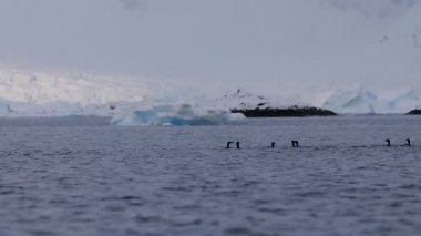 Güney Okyanusu 'nda yüzen Antarktika sevişme grubu (leucocarbo bransfieldensis)