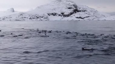 Gentoo penguenleri (Pygoscelis papua) Güney Okyanusu 'nda yüzmektedirler. Antarktika