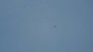 Gentoo penguenleri karda yürüyor. Komik yürüyüş. Antarktika. İHA görüntüsü. Karda Penguenlerin ayak izleri. 
