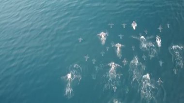 Gentoo penguenlerinin okyanusa yüzüşünün Dron görüntüsü. 4k video.