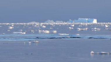 Kambur balinalar mavi suyla okyanusa dalıyorlar. Güney Okyanusu, Antarktika. Megaptera