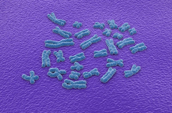 Human chromosomes (23 + X, Y) structures made of protein and a single molecule of DNA - isometric view 3d illustration