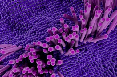 İnsan vücudundaki tendon yapısı - 3d illüstrasyon üst görünümü