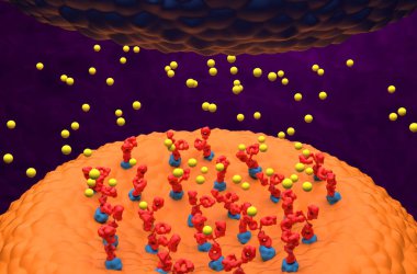 Otomatik antikorlar, Myasthenia gravis 'teki asetilkolin vericilerini engelleyen reseptöre (achr) bağlanır (Myasthenia gravis) - 3d illüstrasyon yakın görüntüsü