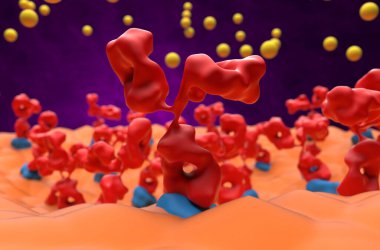 Myasthenia gravis 'teki asetilkolin vericilerini engelleyen reseptöre (achr) bağlı otoantikorlar (Myasthenia gravis) - 3d illüstrasyon süper yakın görünüm