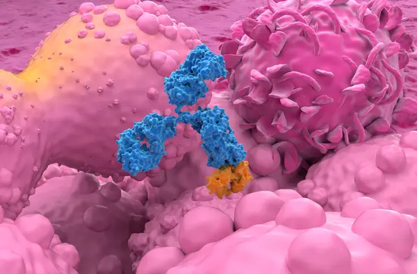 stock image Monoclonal antibody treatment in Breast cancer - closeup view 3d illustration