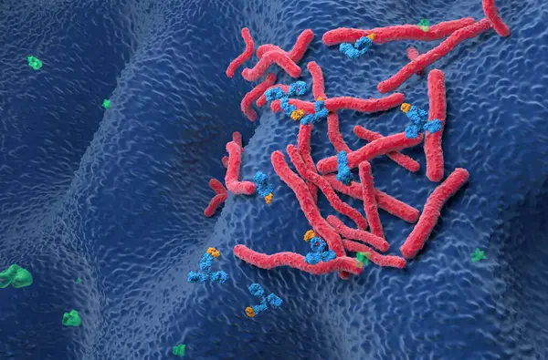 stock image Monoclonal antibody therapy in Helicobacter pylori - isometric view 3d illustration