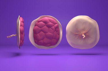 Placenta - isometric view 3d illustration clipart