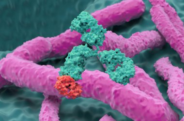 Helicobacter pylori 'de monoklonal antikor tedavisi - yakın çekim görüntü 3D illüstrasyon