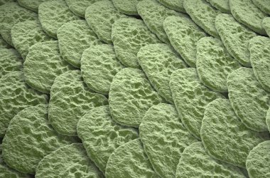 Sağlıklı insan derisi (Epidermis) yüzeyi - izometrik görünüm 3d illüstrasyon