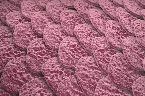 Sağlıklı insan derisi (Epidermis) yüzeyi - izometrik görünüm 3d illüstrasyon