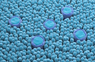 Tat alma tomurcukları - izometrik görünüm 3d illüstrasyon