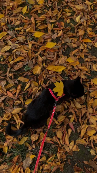 Sonbahar yapraklarında kara kedi 