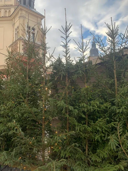 green Christmas trees at the Christmas market in the old town in the center of Krakow, Poland