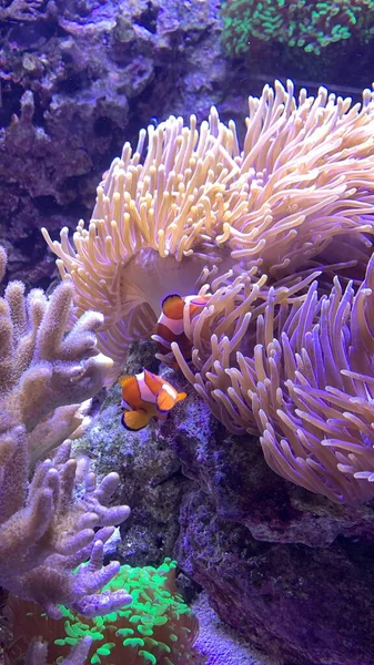 beautiful coral reef in the  sea with nemo fish