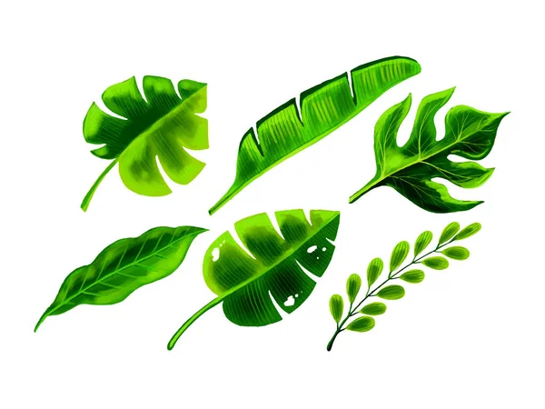 Plantas Tropicais Realistas Conjunto Folha Verde Vetor Design — Vetor de Stock