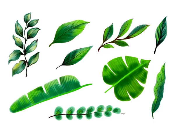 Реалистичные Векторы Дизайна Тропических Растений — стоковый вектор