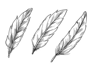 Soyut etnik çizgi sanat tüyü tasarımı vektörü